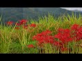 奈良県　明日香村　彼岸花巡り　飛鳥寺～橘寺再訪　写真紀行　2024