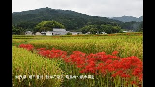 奈良県　明日香村　彼岸花巡り　飛鳥寺～橘寺再訪　写真紀行　2024