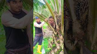 পাকা পাম ফল চিনবে কি করে #malaysia #পাম_বাগান