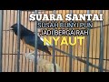 SUARA MURAI BATU Untuk Memancing BUNYI jadi NYAUT GACOR NGEPLONG | PANCINGAN MURAI