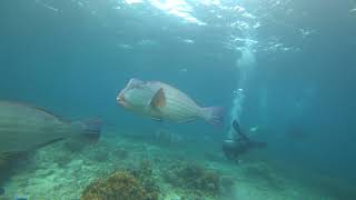 Humphead Parrot fish from Sipadan (I always thought the name was Bumphead)