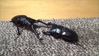 ギラファノコギリクワガタvs国産オオクワガタ stag beetle