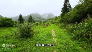 冒着大雨在后山游荡，大山里下雨后真的很凉快，甚至有点冷。