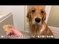 お風呂が嫌い過ぎて感情を無くしてしまったゴールデンレトリバー【 ボーダーコリー】