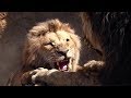 Download Смерть МуфасыШрам убивает Муфасу Король Лев2019 mp3