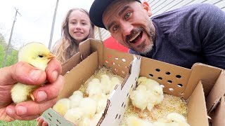 We are Now Ready After Five years of Raising Chickens
