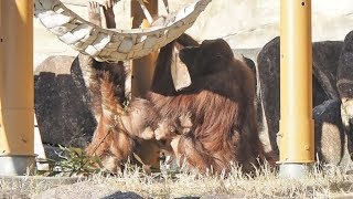 キキに遊んでもらったチェリアちゃん・オランウータン