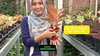 Aglaonema lokal harga ekonomis