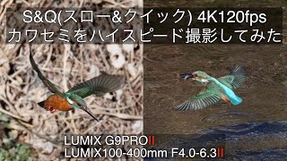 【カワセミ4倍速スロー】カワセミをハイスピード撮影してみた。