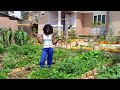 A Highly productive Small Scale Urban Garden/ Backyard Gardening./ Growing Vegetables.