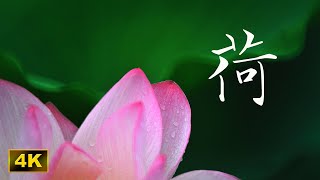 初夏賞荷 Lotus - Photo Album