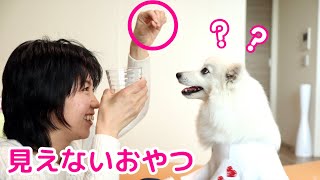 【検証】見えないおやつを犬にあげたらどうなるのか？ / Japanese Spitz Reacts to the Invisible Food Challenge