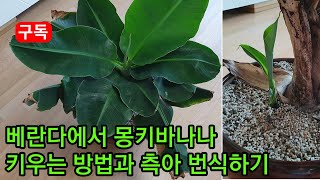 아파트 베란다에서 몽키바나나 식물 키우는 방법과 새끼바나나 번식하기 How to grow and breed bananas on your home terrace