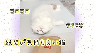 マクドナルドの紙袋にコロコロクネクネしちゃう猫がこちらです