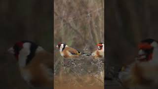 European goldfinch | Carduelis carduelis | Stieglitz  | Conservation status LC