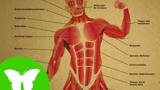 La Eduteca - Los músculos