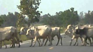 Thai Cattle