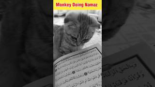 Monkey Doing Namaz 😱 Viral Video | #shorts #namaz #shortsfeed #viral #trending #shortsvideo