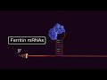 regulation of intracellular iron homeostasis