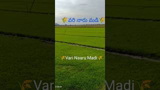 🌾🌾Vari Naaru madi (paddy) #trendingshorts #short#🌾🌾