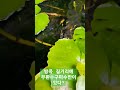 방콕 길거리엔 구피가 바글바글한 수반이 있다