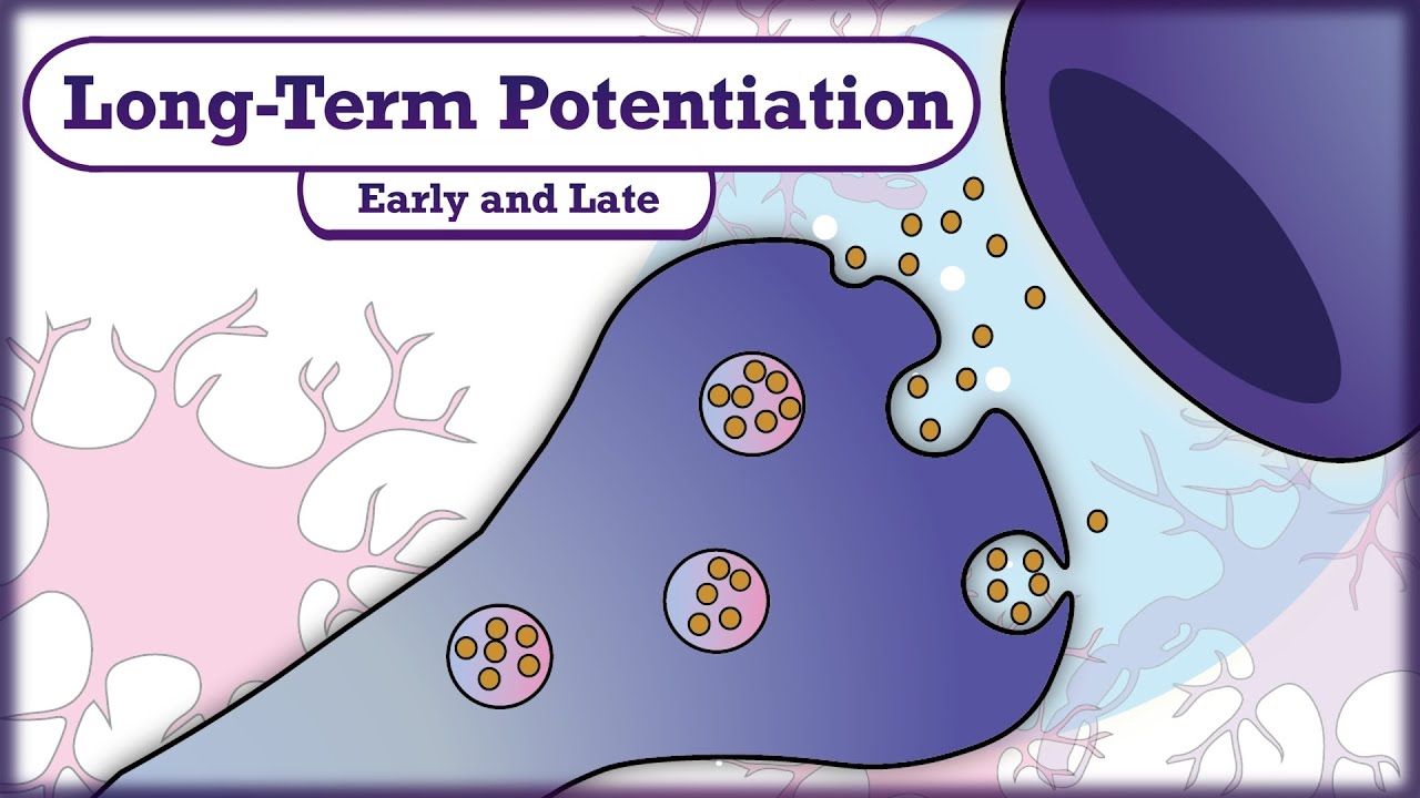 Memory And Learning: Long-Term Potentiation (LTP) - YouTube