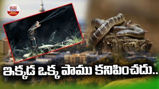 Snakeless Countries : ఇక్కడ ఒక్క పాము కనిపించదు.. || ABN Digital