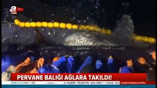 Ağlara Dev Balık Takıldı