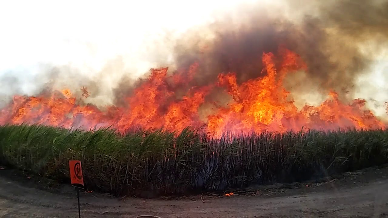 SUGARCANE BURNING IN SOUTH TEXAS - YouTube