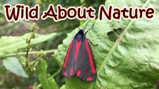 Cinnabar Moth - Tyria Jacobaeae