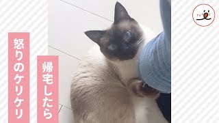 ボクも行きたかったのに🙀 買い物から帰宅したら、愛猫が激オコ！ 怒りのケリケリが、とまらにゃい💖【PECO TV】