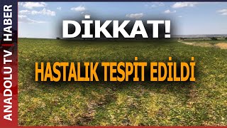 NEVŞEHİR İL GENELİ VE İLÇELERDE TESPİT EDİLDİ