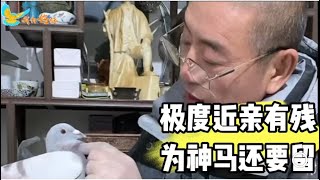 极度近亲有残但是鸽主还有留下作种