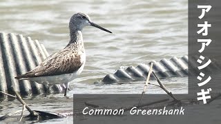 Common Greenshank 蓮田のアオアシシギ【野鳥撮影/野鳥動画】