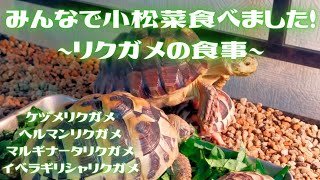 みんなで小松菜食べました！　〜リクガメの食事〜　ケヅメリクガメ・ヘルマンリクガメ・マルギナータリクガメ・イベラギリシャリクガメ