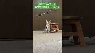 手術後のエリザベスカラーが取れた猫