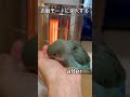 【インコの水浴びあるある】 コザクラインコ コザクラインコのあおさん