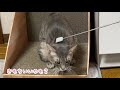 初めて孫の手で背中をかかれた猫の意外な反応…！／cat using backscratcher for the first time