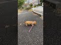 降ったり止んだりの雨の合間にお散歩〜🐶