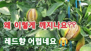 레드향 열과가 본격적으로 시작했어요  여러분의 레드향은 괜찮으신가요? #청년농부 #홈런농장 #레드향 @homerun_farm