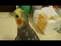 cockatiel singing 唱歌頻點頭的玄鳳鸚鵡~啾啾