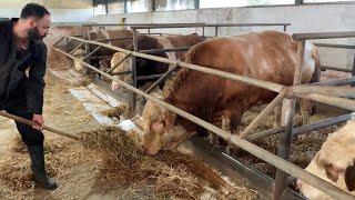 A New Day at the Farm: Feeding Strong Simmental Bulls! 🐂👨‍🌾