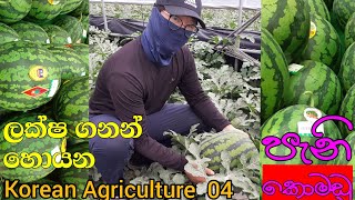 watermelon farmer in korea |korean Agriculture #api koreanGIA #sinhala @Agreculturenihalranasinha