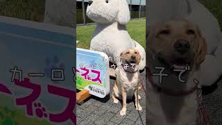 盲導犬繁殖犬ルカのご紹介　#shorts #盲導犬 #親子だより