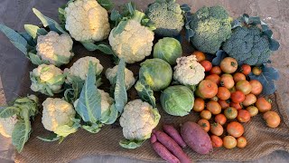 Bumper harvesting of winter vegetables and garden tour