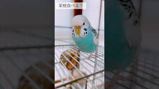 帰宅拒否するの？ピーちゃん#shorts #セキセイインコ #インコ