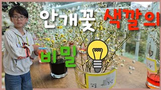 안개꽃 색의 비밀 4학년 영재교육 2단계 실험보고 #경기도교육청 #2단계 #영재교육