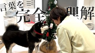 ママの言葉を理解している柴犬が可愛すぎる（№235）