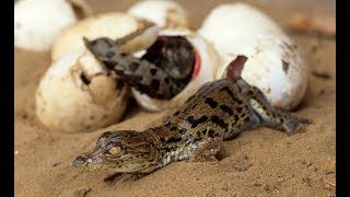 Crocodile Hatchlings Carried in Mothers Mouth