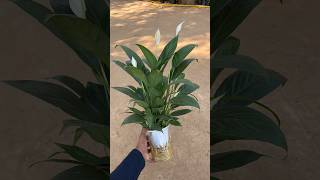 Peace lily | Peace lily plant | Peace lily in water #homeplants #garden #indoorplants #gardening